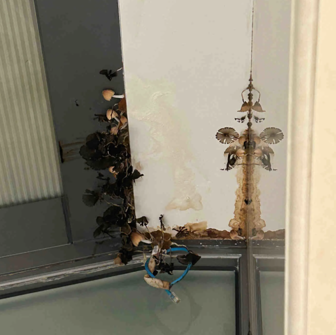 南方人最近从头到脚发霉，“总算明白发配岭南有多可怕了”575 / 作者:儿时的回忆 / 帖子ID:315784