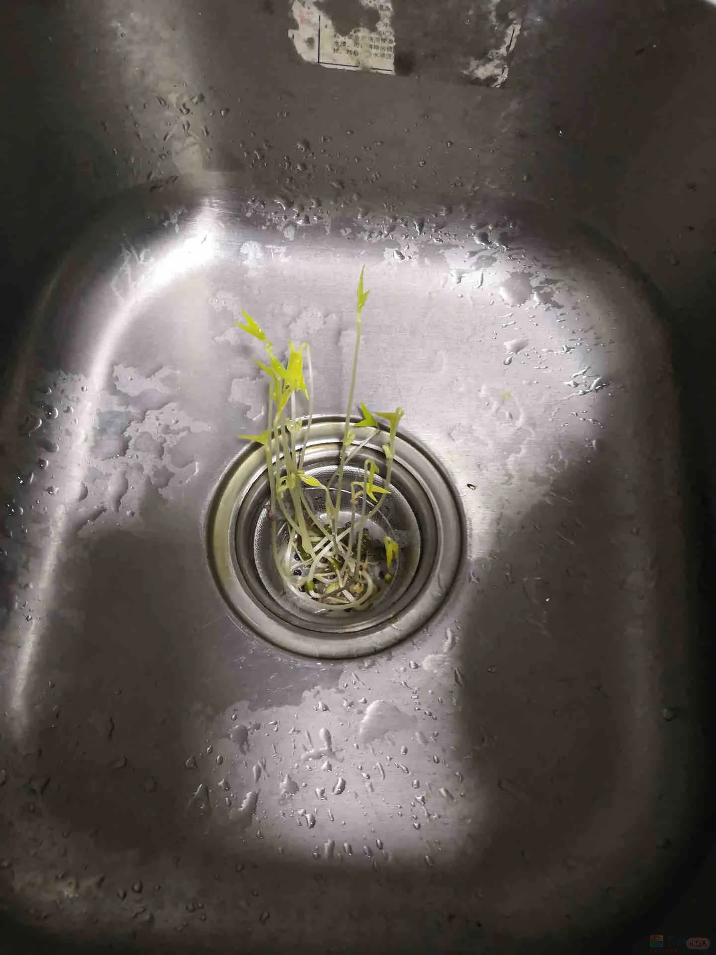 南方人最近从头到脚发霉，“总算明白发配岭南有多可怕了”223 / 作者:儿时的回忆 / 帖子ID:315784