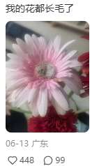 南方人最近从头到脚发霉，“总算明白发配岭南有多可怕了”131 / 作者:儿时的回忆 / 帖子ID:315784