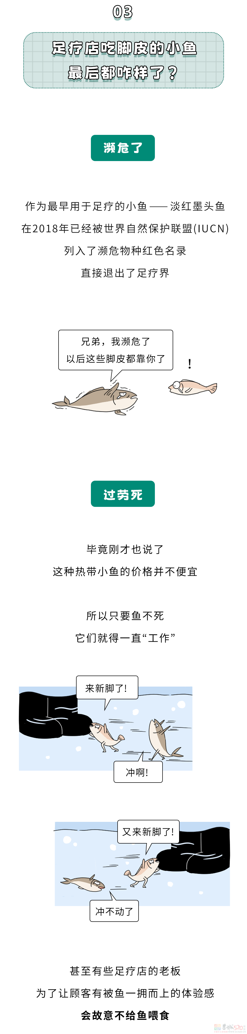 足疗店吃脚皮的小鱼，长大后都被送去了哪儿？21 / 作者:儿时的回忆 / 帖子ID:315969