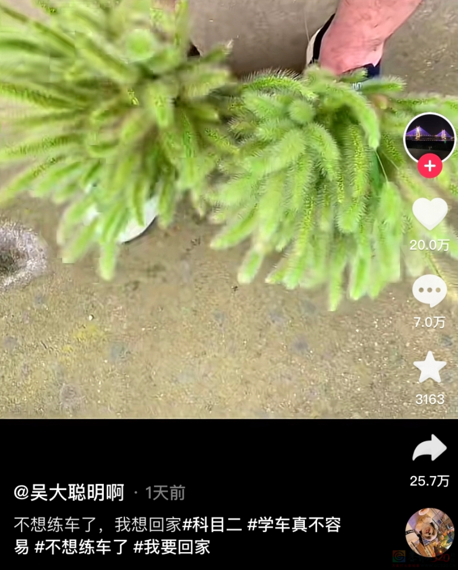 大学生把驾校整顿成托儿所，骂人最狠的教练也被气笑了975 / 作者:儿时的回忆 / 帖子ID:316162