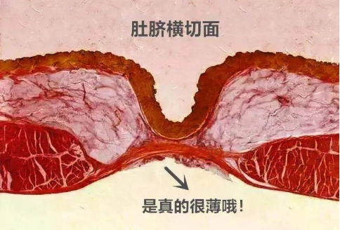 “一生要盖肚脐眼的中国人”，这回奥运冠军比赛时都亲身示范716 / 作者:儿时的回忆 / 帖子ID:316434