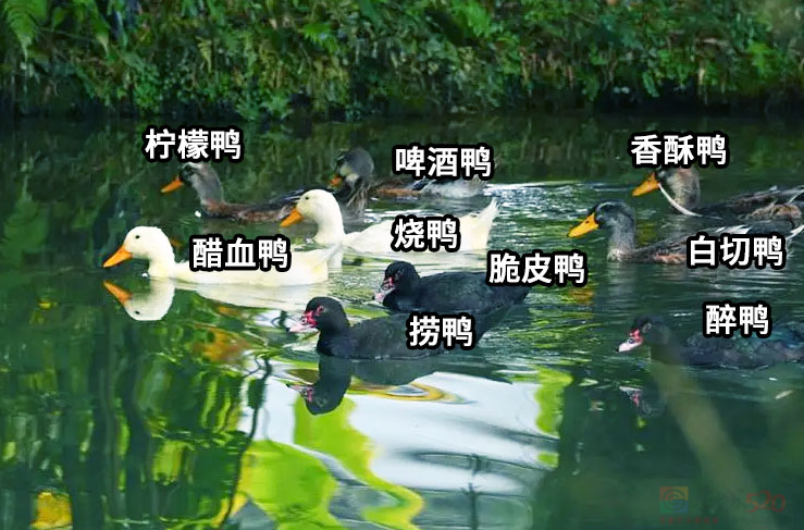 今天，广西人除了吃鸭，这件事也要注意！811 / 作者:尹以为荣 / 帖子ID:316624