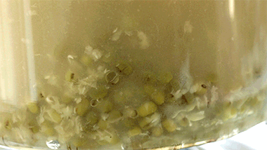 亲妈级绿豆汤，谁喝谁享受。675 / 作者:爱生活爱美食 / 帖子ID:316674
