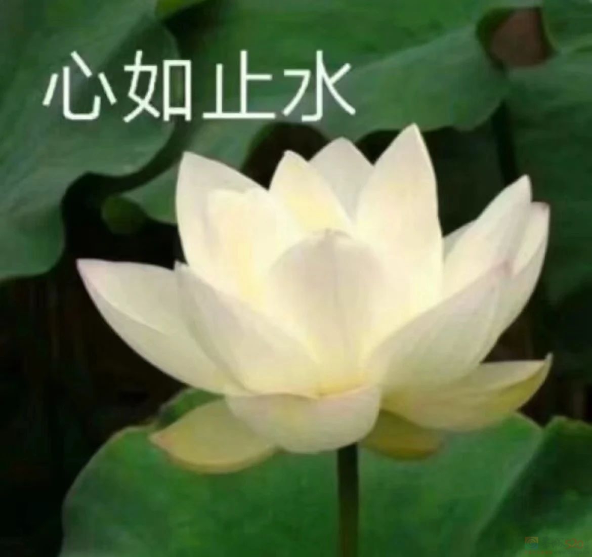 “毛坯的人生，精装的朋友圈”，00后自曝的诈骗式出片太好笑291 / 作者:儿时的回忆 / 帖子ID:316735