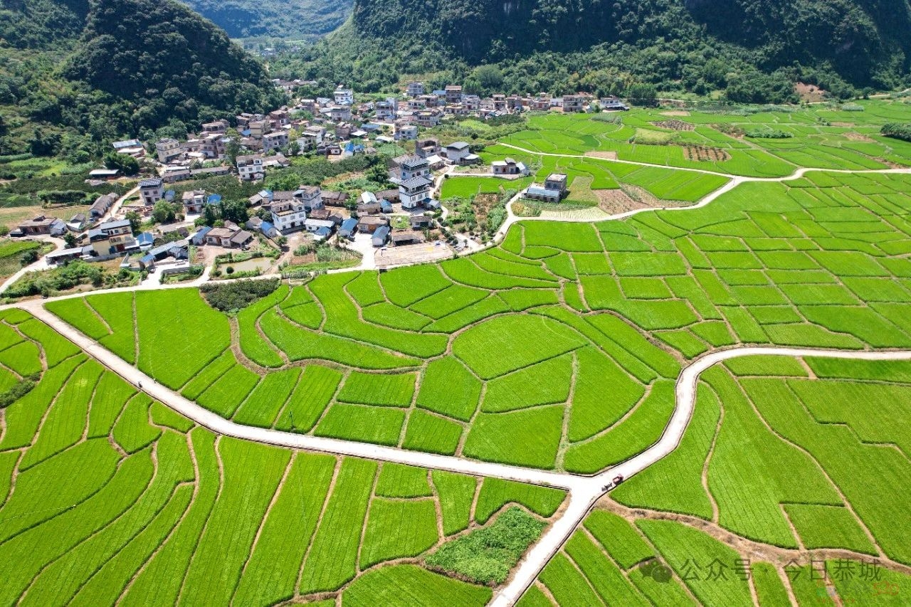 西岭镇：稻谷飘香展丰景  稳产增产效益足200 / 作者:论坛小编01 / 帖子ID:316847