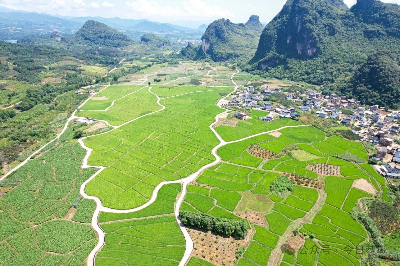 西岭镇：稻谷飘香展丰景  稳产增产效益足500 / 作者:论坛小编01 / 帖子ID:316847