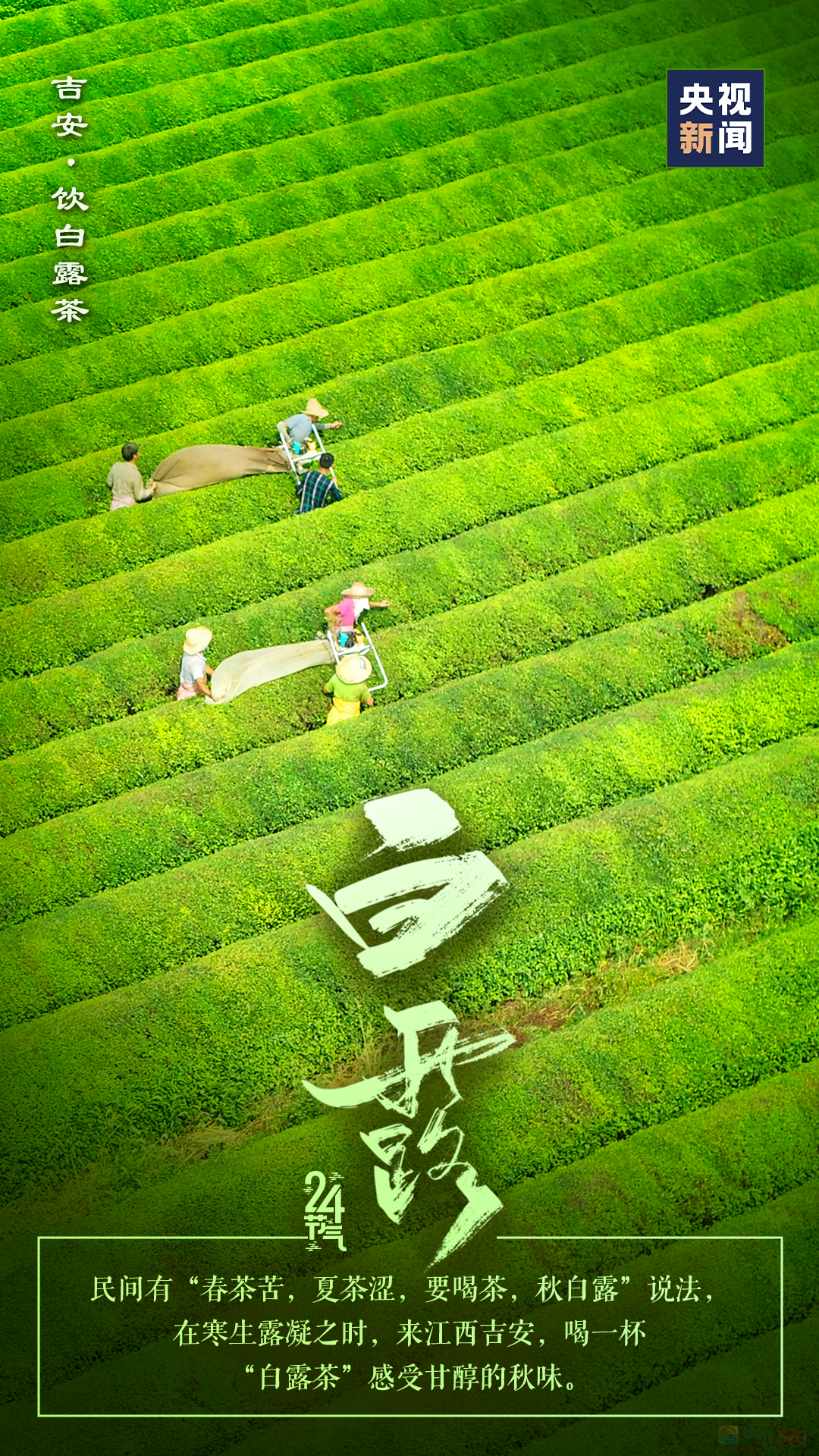 今日，白露54 / 作者:登山涉水 / 帖子ID:316901
