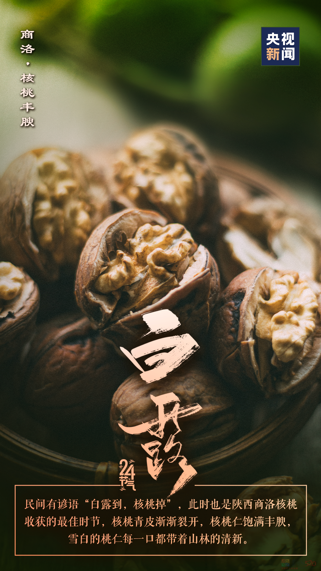 今日，白露791 / 作者:登山涉水 / 帖子ID:316901