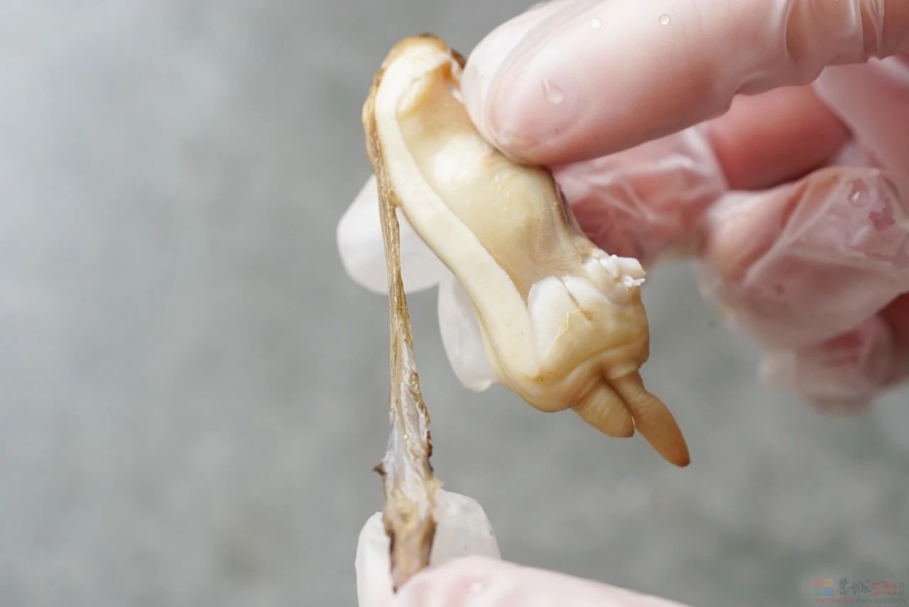 现在学晚上就能吃上，简单好吃的下饭硬菜。195 / 作者:爱生活爱美食 / 帖子ID:317013