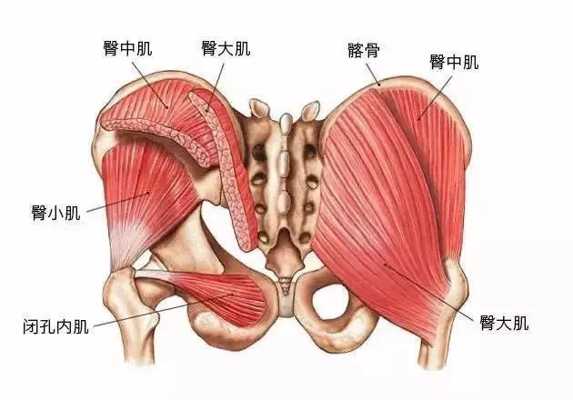 有些人的臀部两侧，为什么会凹进去？986 / 作者:健康小天使 / 帖子ID:317091