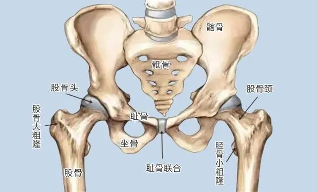 有些人的臀部两侧，为什么会凹进去？845 / 作者:健康小天使 / 帖子ID:317091