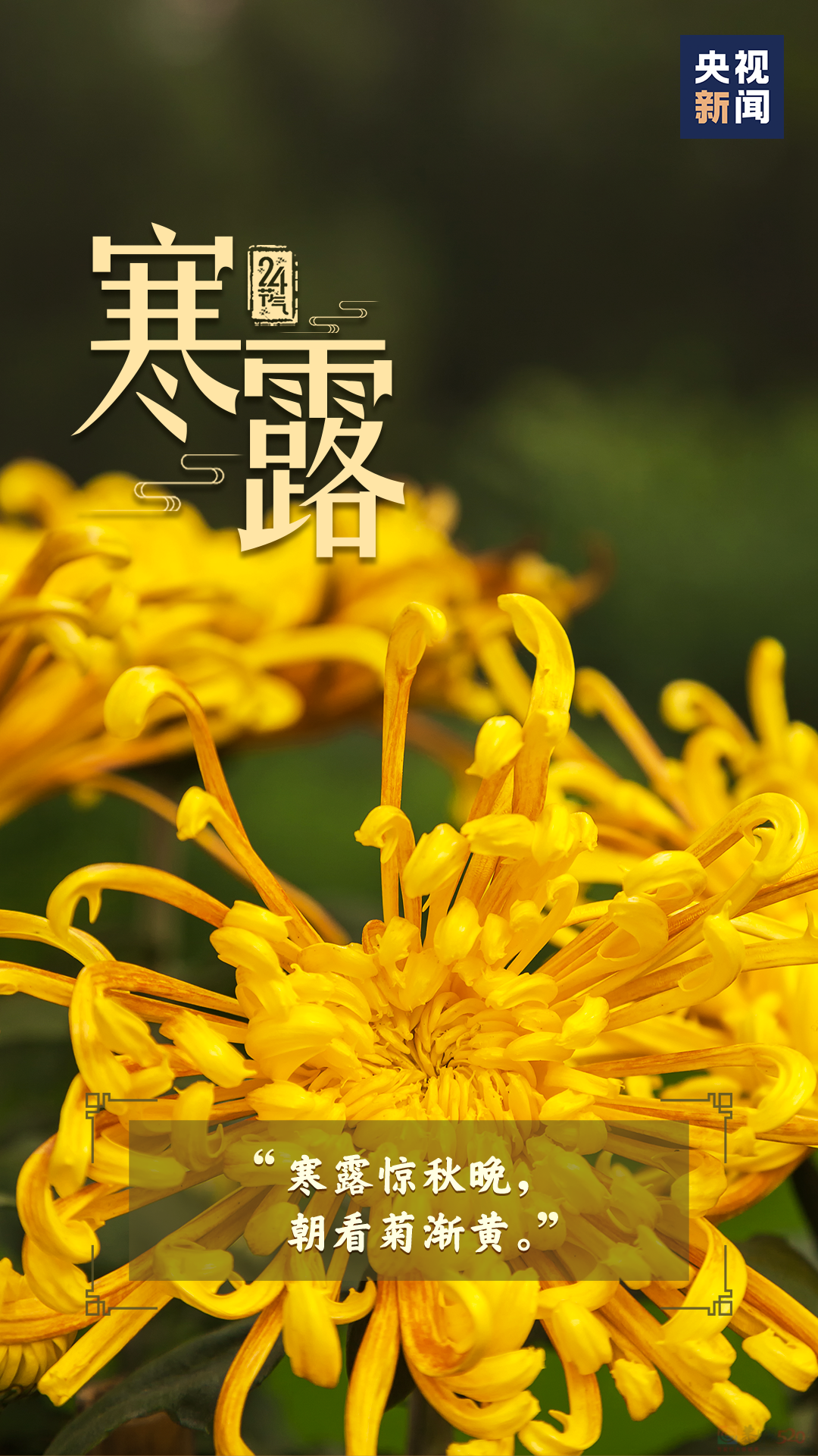 今日，寒露843 / 作者:登山涉水 / 帖子ID:317310