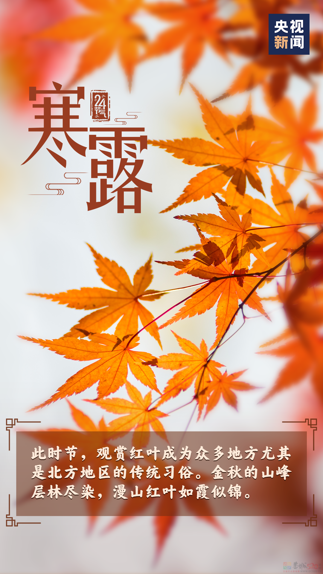 今日，寒露284 / 作者:登山涉水 / 帖子ID:317310