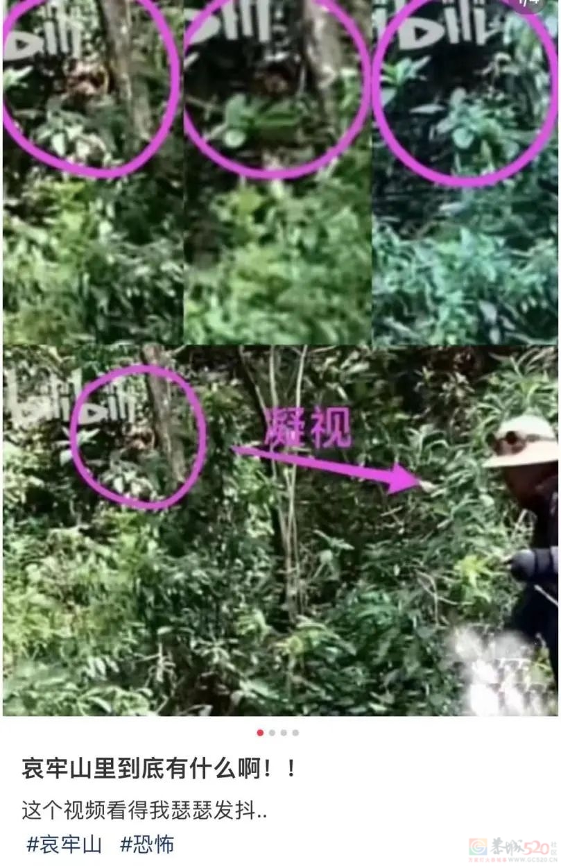 在热搜上被传得神秘邪乎，哀牢山越火、当地文旅越慌807 / 作者:儿时的回忆 / 帖子ID:317370