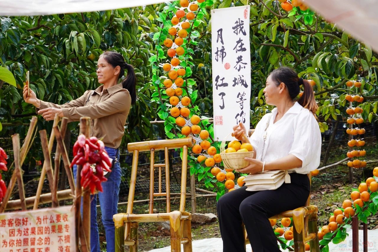 大美恭城 共享盛柿——第二十一届桂林恭城月柿节隆重开幕啦！351 / 作者:论坛小编01 / 帖子ID:317460