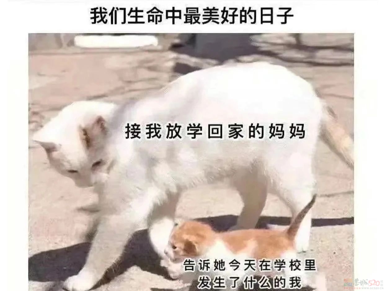 不吃甜的人也爱吃，一块红枣味的大海绵。465 / 作者:爱生活爱美食 / 帖子ID:317604