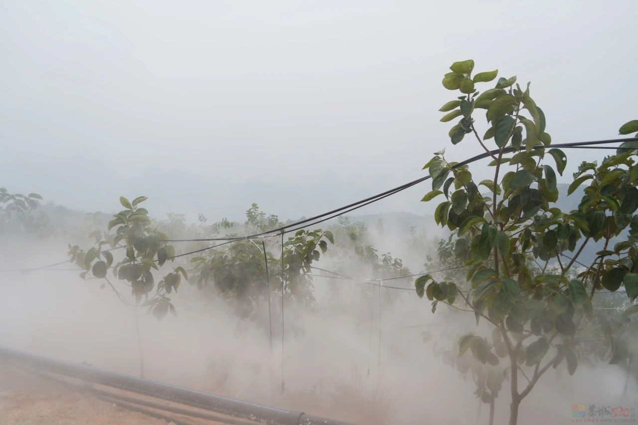 全程机械化种植  赋能月柿产业提质增效62 / 作者:论坛小编01 / 帖子ID:317697