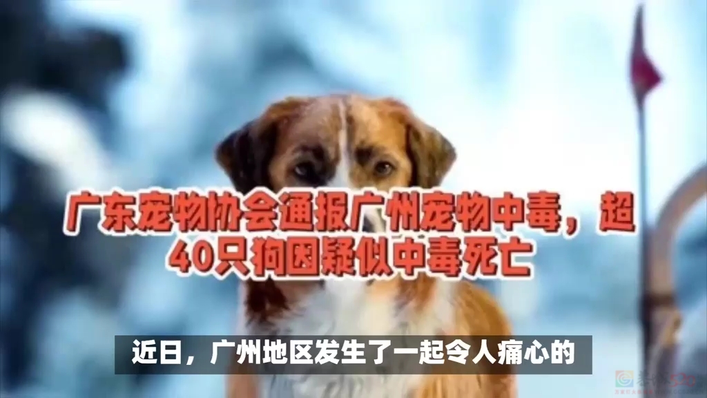广州多区超40只宠物狗疑中毒死亡，你怎么看?555 / 作者:论坛小编01 / 帖子ID:317845
