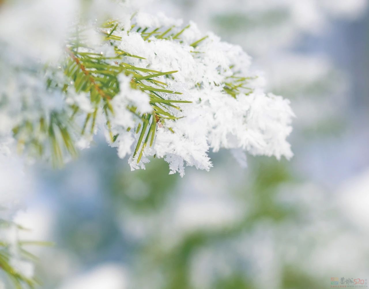 今日小雪605 / 作者:登山涉水 / 帖子ID:317898