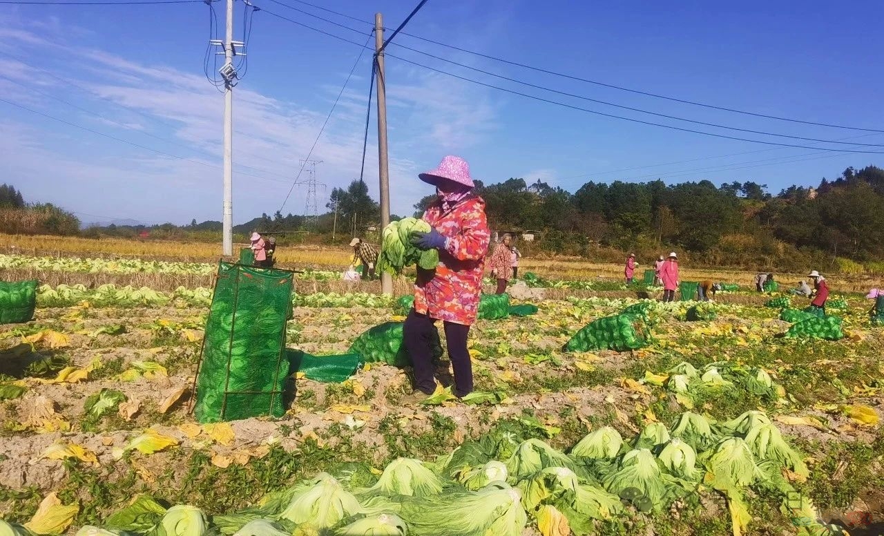 嘉会镇：初冬芥菜采收忙“农闲”时节再增收378 / 作者:论坛小编01 / 帖子ID:318049