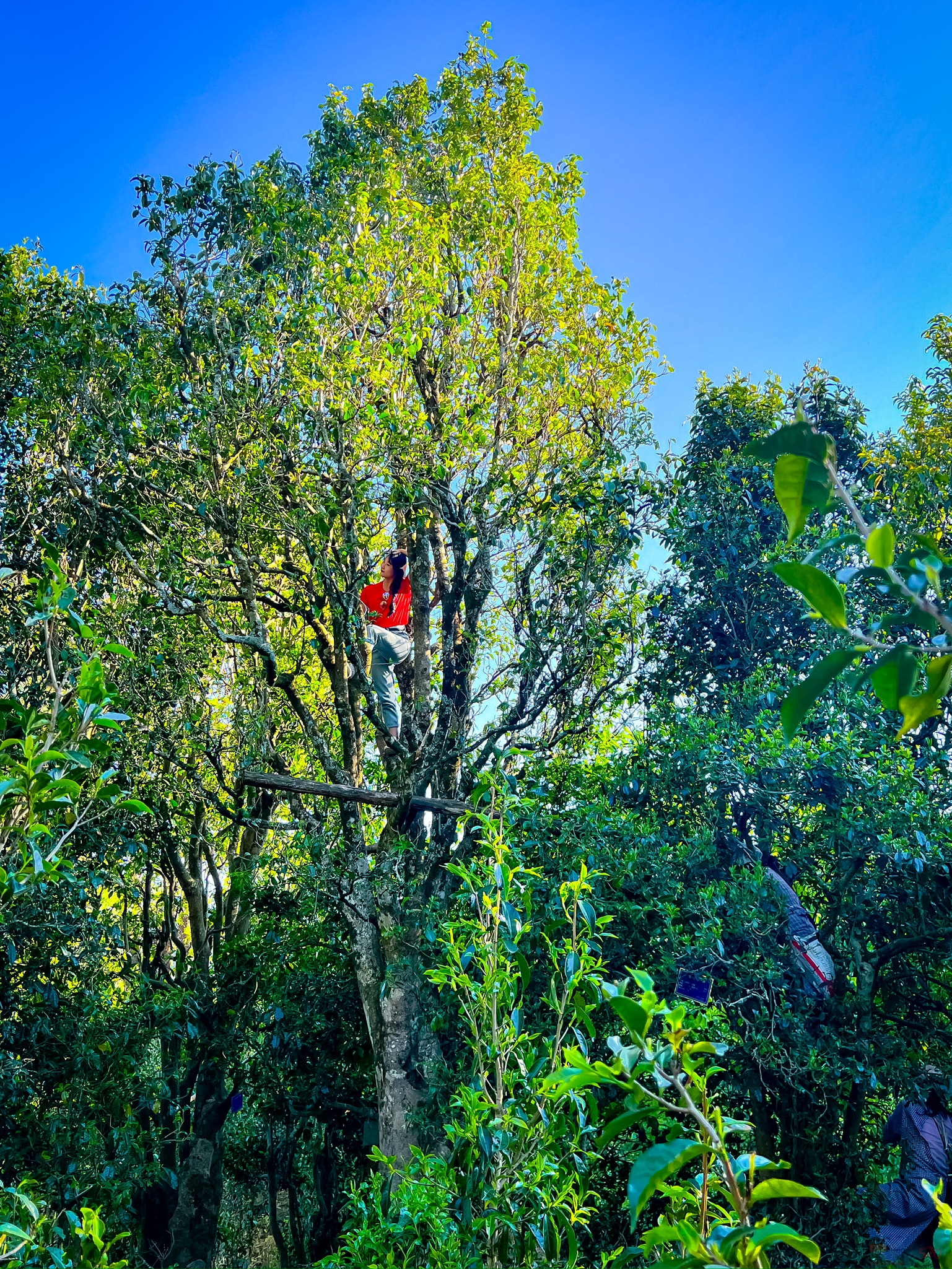 新年茶礼，礼敬心意311 / 作者:时间果 / 帖子ID:320957