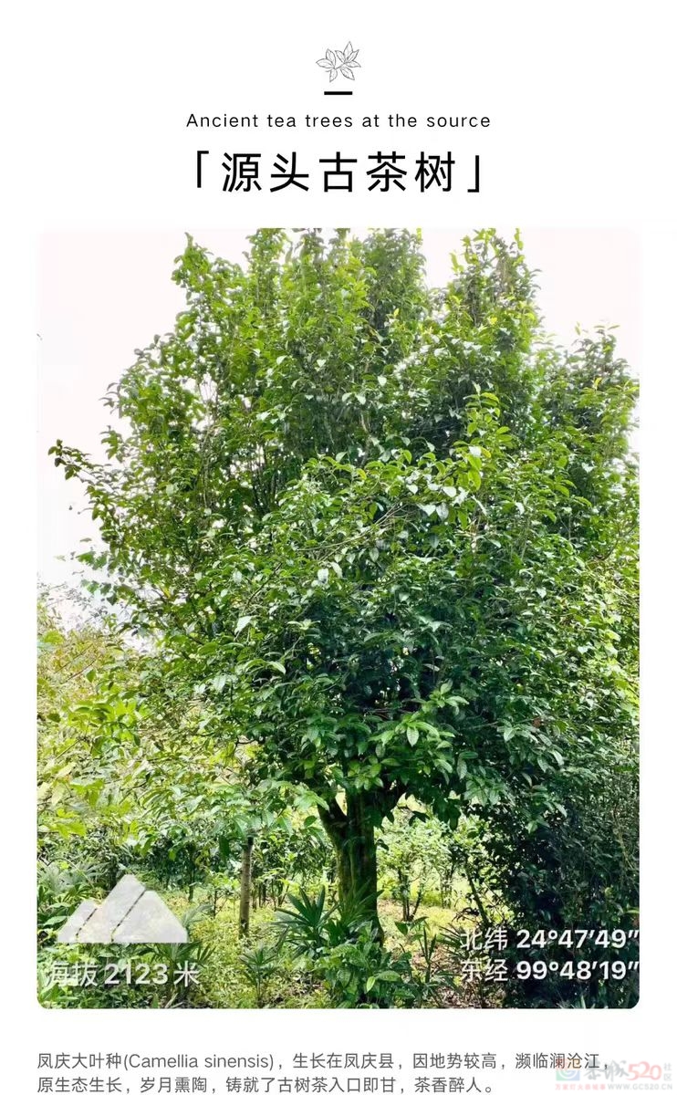 一杯红茶  温柔唤醒美好一天837 / 作者:时间果 / 帖子ID:321154