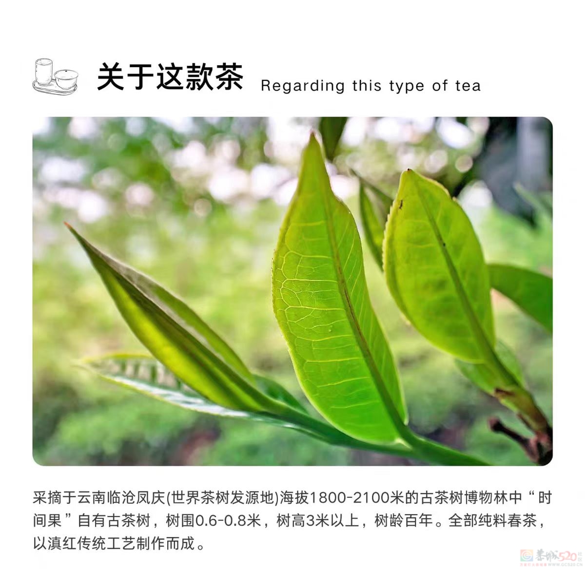 一杯红茶  温柔唤醒美好一天542 / 作者:时间果 / 帖子ID:321154