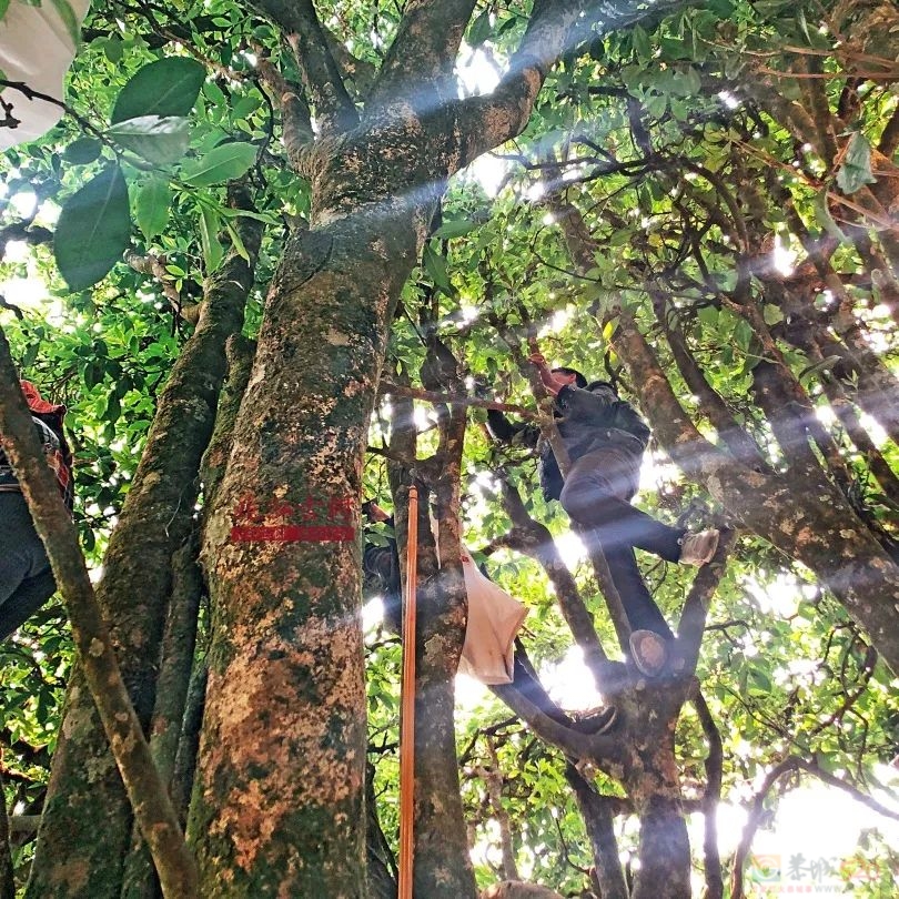 百年古树龙珠普洱生茶262 / 作者:时间果 / 帖子ID:321246