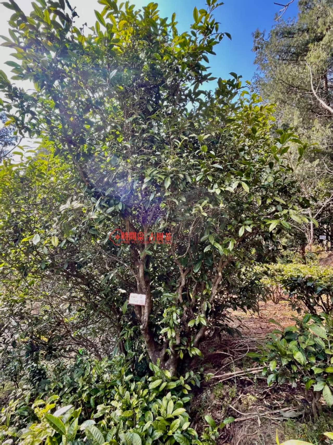 [图: 152054wt6rti13hgt7n6vt.jpg]