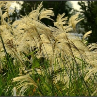 D800试拍芦苇草