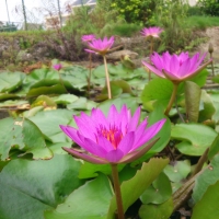 荷