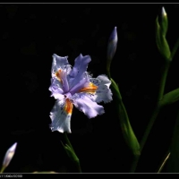 鸢尾花