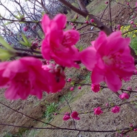 桃花