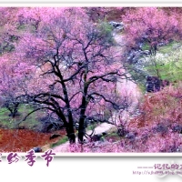 大龄山。桃花