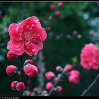 路边的桃花也是桃花