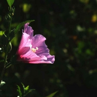 木槿花