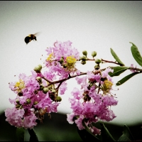 今晨又见蜂采花