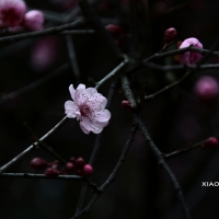 虞山梅花