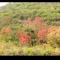 又是满山红叶时