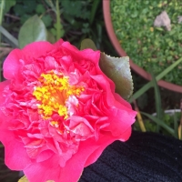 菜园风光