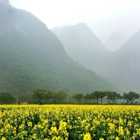 赏花何须到罗平，桂林菜花正盛开