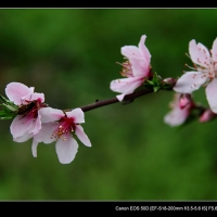 2012花间集--桃梨争艳