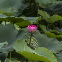 一 枝 独 秀