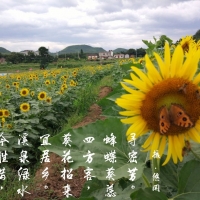 蜂蝶与花情