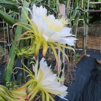 桂林雁山火龙果开花
