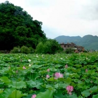 邓扒荷花全景图