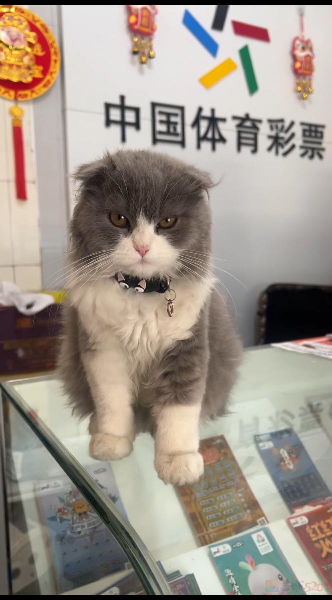 ????????????寻猫！爱猫走失，必有酬谢！

本人猫咪于【3月28日 下午2点左右】在 ...861 / 作者:是鑫晨 / 帖子ID:321219
