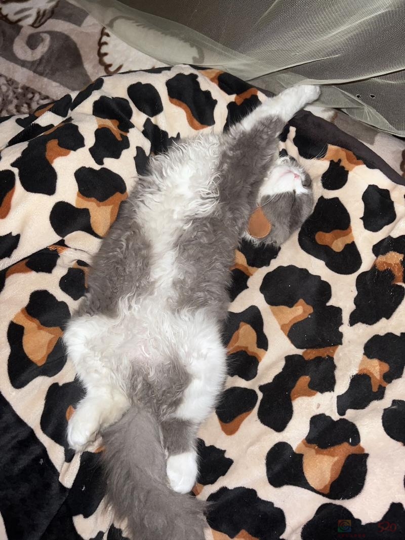 ????????????寻猫！爱猫走失，必有酬谢！

本人猫咪于【3月28日 下午2点左右】在 ...115 / 作者:是鑫晨 / 帖子ID:321219