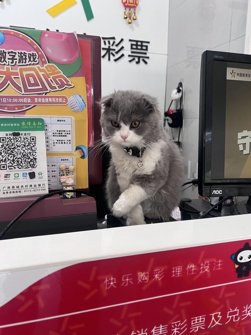 ????????????寻猫！爱猫走失，必有酬谢！

本人猫咪于【3月28日 下午2点左右】在 ...0 / 作者:是鑫晨 / 帖子ID:321219
